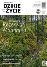 Dzikie Życie 11/2020