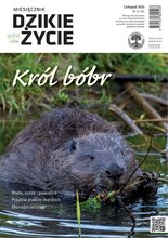 Dzikie Życie 11/2024