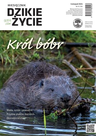 Dzikie Życie 11/2024